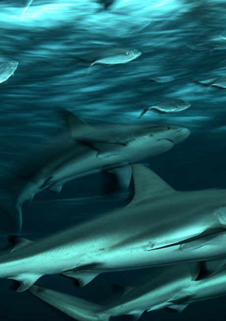 monteria shark 1