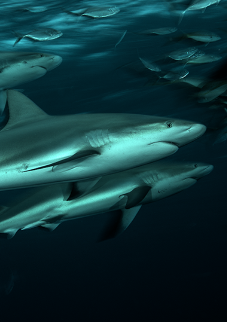 monteria shark 2