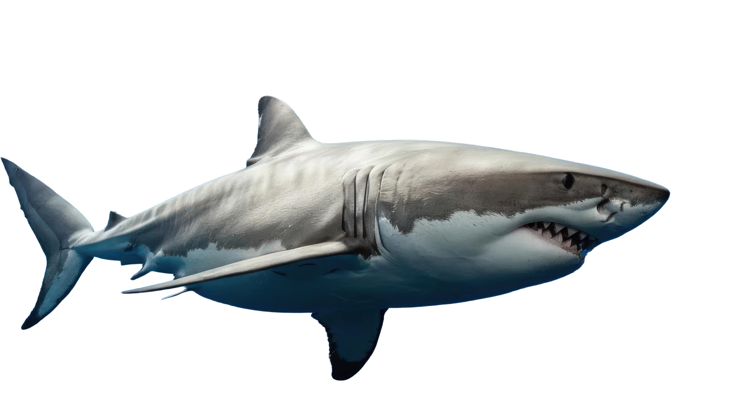 shark mentality