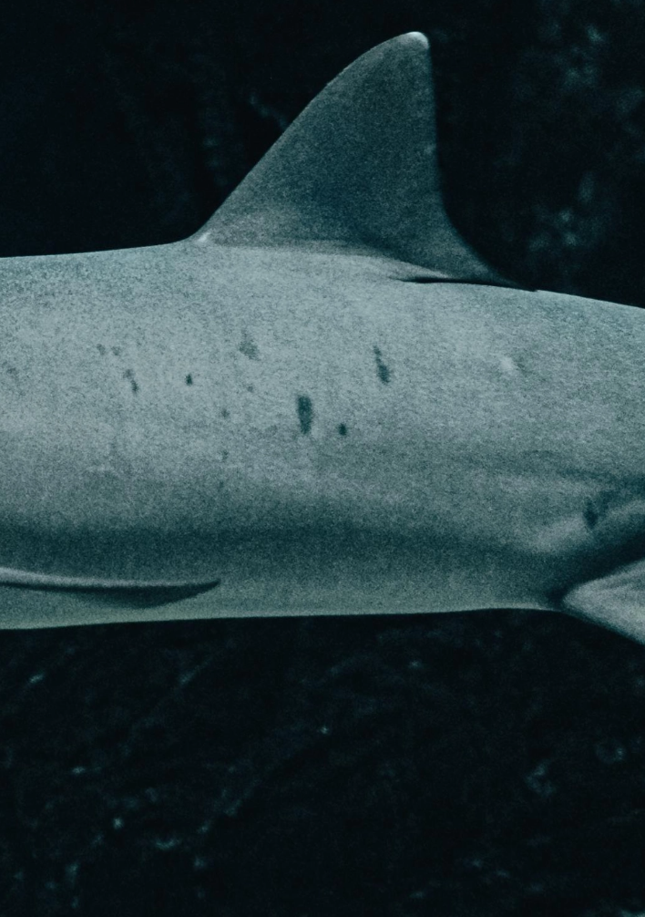 tiburon articulos 1
